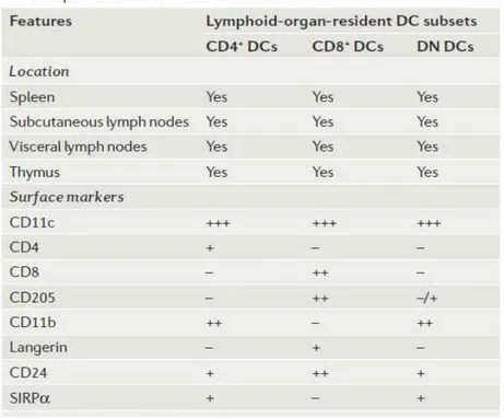 Figure  6 :  Classification  et  caractéristiques  des  DC  murines  (D’après  (Villadangos and Schnorrer 2007)) 