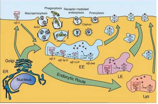 Figure  8 :  Capture,  dégradation  et  présentation  des  Ag  exogènes  par  la  voie  du  CMH  de  classe  II  (D’après  (Wilson  and  Villadangos  2005)) 