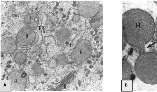 Figure  4 :  Hydrogénosomes  vus  en  microscopie  électronique  (d’après  Benchimol  et  al.,  1996)
