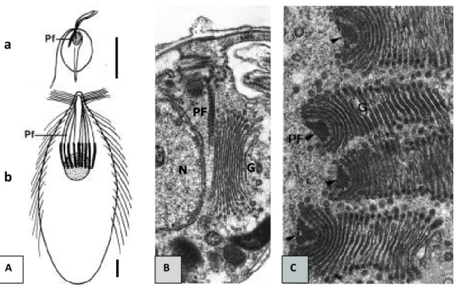 Figure  10 :  Fibres  parabasales  chez  les  Parabasalia  (d’après  Brugerolle  et  Viscogliosi,  1994)