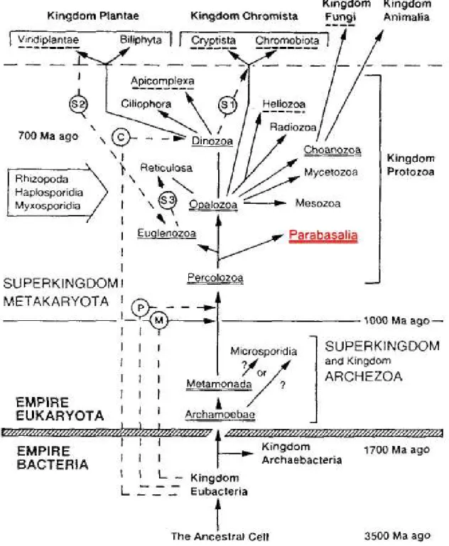 Figure  13 :  Les  Parabasalia  sont  exclus  des  Archezoa  et  inclus  dans  le  sous-phylum  des 