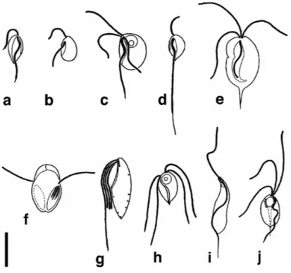 Figure 15 : Apparence en microscopie optique des 10 groupes composant les Excavata (d’après 