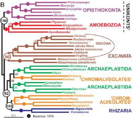 Figure  18 :  Analyse  phylogénomique  des  6  super  groupes  d’eucaryotes.  Les  Excavata  ont 
