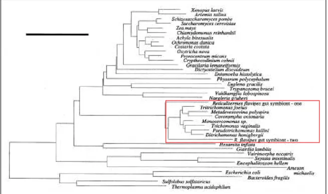 Figure 20 : Phylogénie moléculaire des Parabasalia basée sur la comparaison des séquences de 