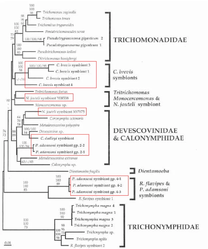 Figure 22 : Phylogénie moléculaire des Parabasalia basée sur l’analyse des séquences de l’ARNr 