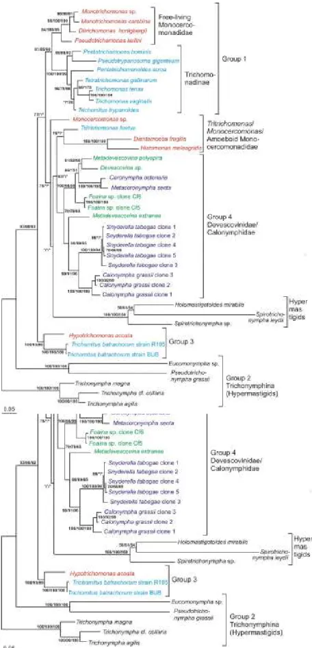 Figure 23 : Phylogénie moléculaire des Parabasalia basée sur la comparaison des séquences de 