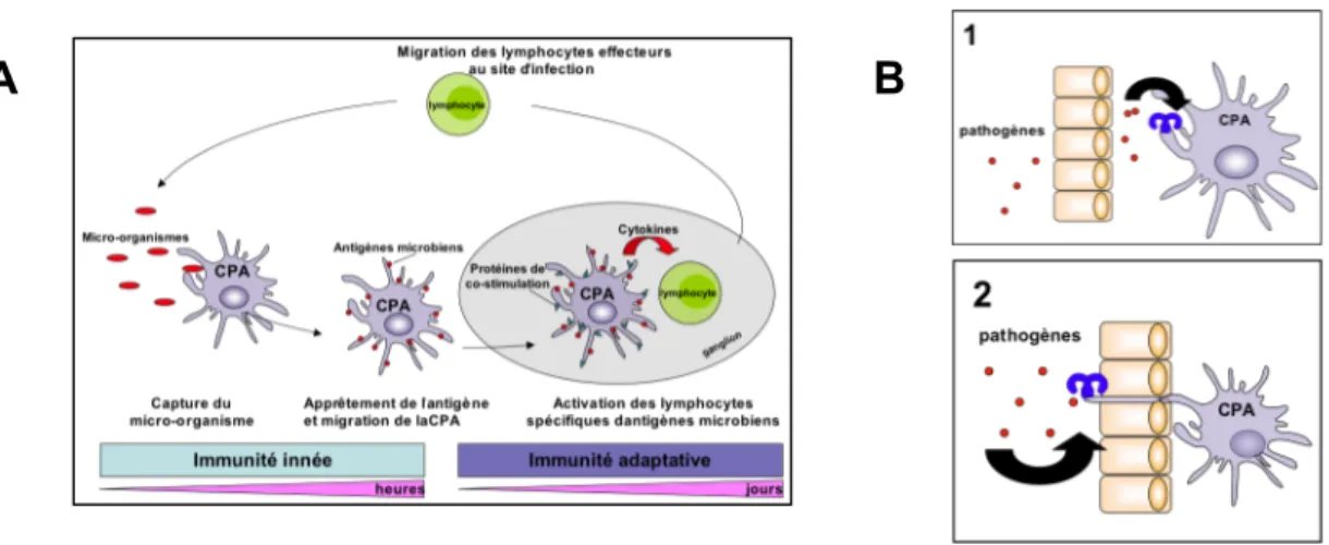 Figure 8 : Modèle d’activation de la réponse immunitaire adaptive anti-infectieuse. 