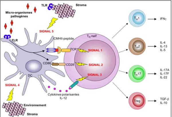 Figure 9 : Mécanismes d’activation des lymphocytes T CD4 +  par les cellules dendritiques