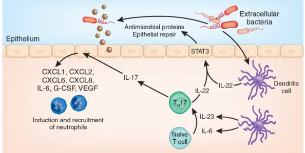 Figure 10 : Contribution des cytokines IL-17 et IL-22 dans l’immunité muqueuse. 
