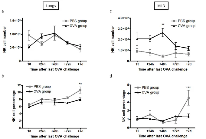 Figure 2: Effect of OVA-sensitization and OVA challenges on NK cell numbers and percentages in lungs and  MLN