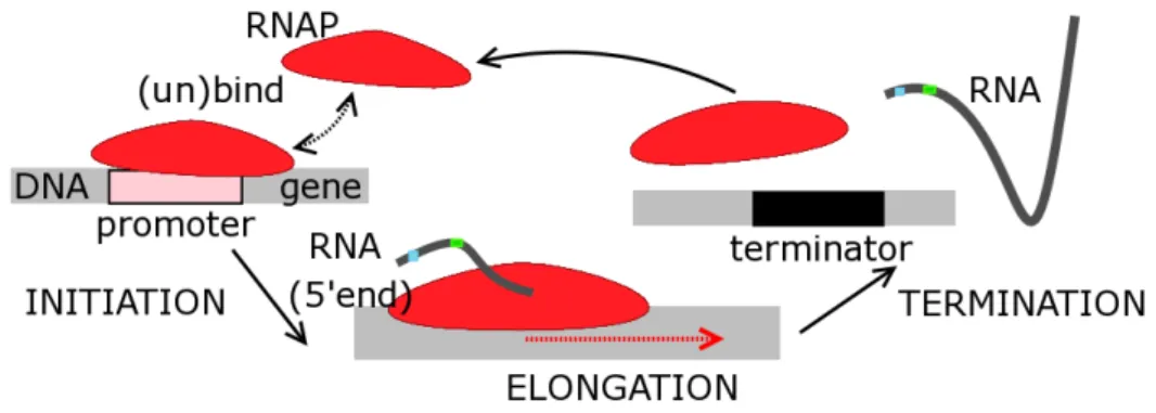 Figure 2.1: The central dogma of molecular biology summarizes bacterial gene expression.