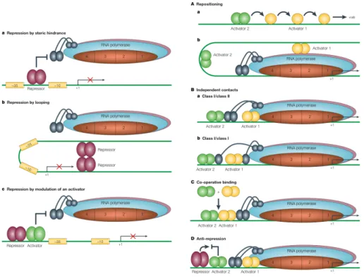 Figure 2.5: Control of bacterial promoters. Regulatory proteins apply as small catalog of molecular mechanisms when binding Dna for repression (left) and activation (right) of transcription initiation