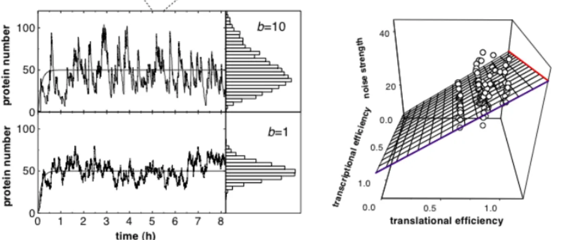 Figure 2.8: Translational bursting. The experiments of Ozbudak et al. (2002) confirmed the hypothesis consolidated through modeling and  simula-tion, that efficiently translated transcripts together with rare transcription initiations are a major source of