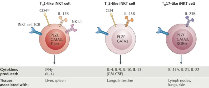 Figure 2: les différentes sous-populations des cellules iNKT murines. La figure 
