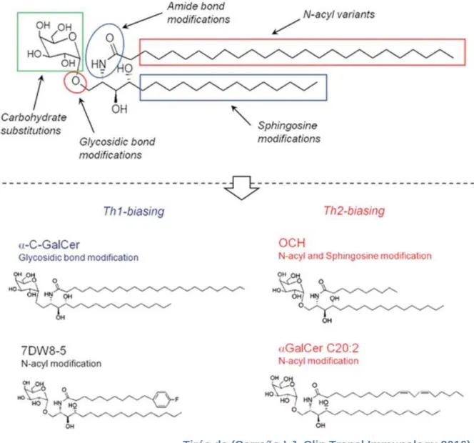 Figure 5 : Structure de KRN7000 et ses analogues structurels. Le KRN7000 est 