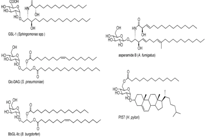 Figure  6:  Structure  de  différents  ligands  exogènes  des  cellules  iNKT.  De 