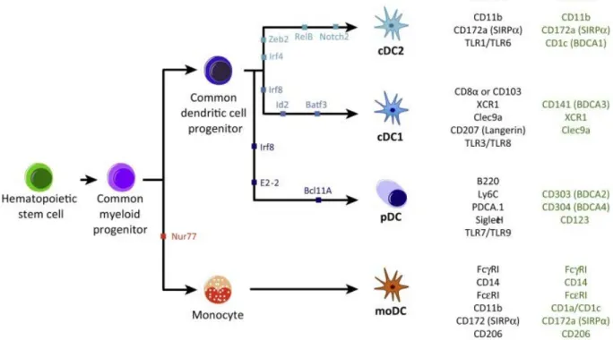 Figure  9.  Différenciation  des  DC.  Les  DC  font  partie  de  la  lignée  cellulaire 