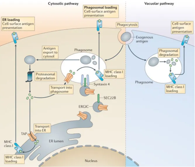 Figure 10: Intracellular pathways for cross-presentation in dendritic cells. Après 