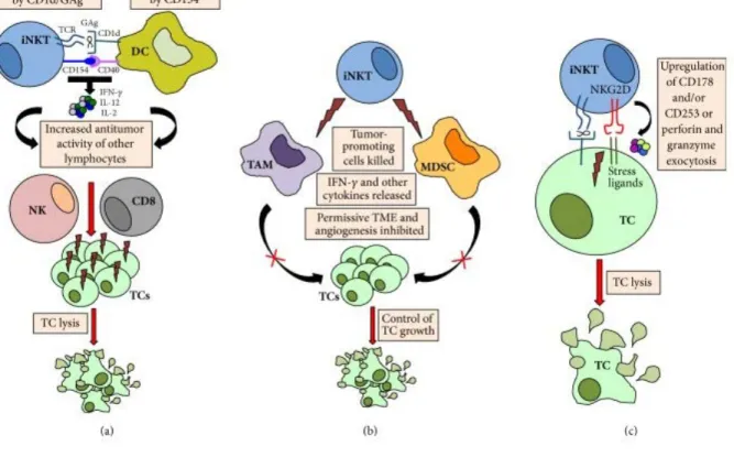 Figure  12:  Mécanismes  possibles  de  réponses  antitumorales  à  médiation  cellulaire  par  iNKT