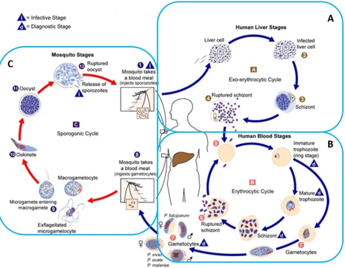 Figure 3: Cycle complet de Plasmodium (tiré du site internet de CDC Safer Healthier people) 