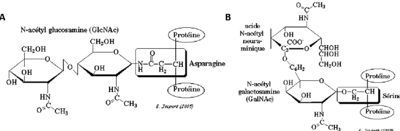 Figure 6 : Schématisation de la glycosylation. A) N-glycosylation. B) O-glycosylation ( J ASPARD , 2005 )