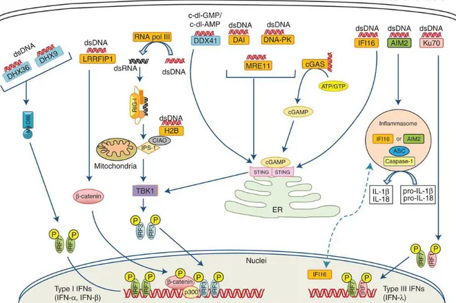 Figure  2  :  Les  senseurs  cytosoliques  de  l’ADN  et  leurs  voies  de  signalisation