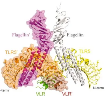 Figure 8 : Interaction entre Toll-like receptor 5 et la flagelline. Représentation cristallographique 