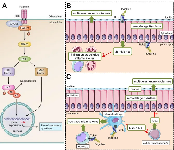Figure  9  :  Stimulation  de  Toll-like  receptor  5  par  son  ligand  la  flagelline  et  son  activité  sur  l’immunité  innée  des  muqueuses