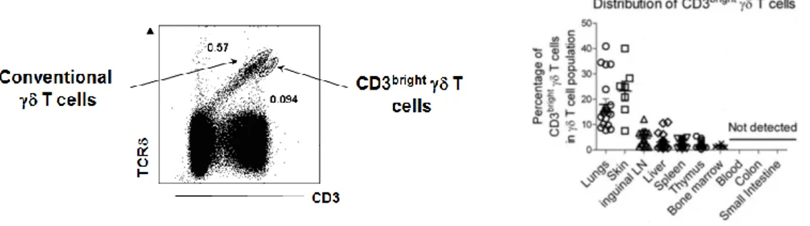 Figure 1: Profil en cytométrie (basé sur l’expression de CD3 et TCRδ) et  distribution des LTγδ 