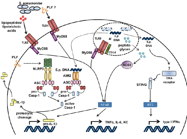 Figure C: Présentation des PRRs impliqués dans la reconnaissance de S. pneumoniae. Des  composants  de  la  paroi  cellulaire  du  pneumocoque  et  PLY  sont  reconnus  par  TLR2  et  TLR4  respectivement