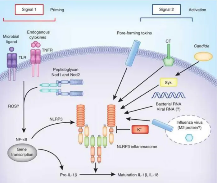 Figure  G:  Activation  de  l’inflammasome  NLRP3.  L’activation  de  la  caspase-1  par  l’inflammasome  NLRP3  requiert  deux  signaux