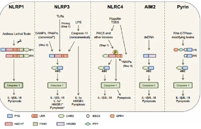 Figure  H:  Présentation  des  inflammasomes  actuellement  caractérisés.  En  fonction  du  stimulus, des inflammasomes particuliers sont assemblés pour recruter et activer la pro-caspase-1,  aboutissant à la maturation et la sécrétion des cytokines pro-i