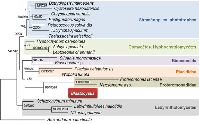Fig 2 – Phylogénie des straménopiles établie par comparaison des séquences du gène de  l’ARNr 18S