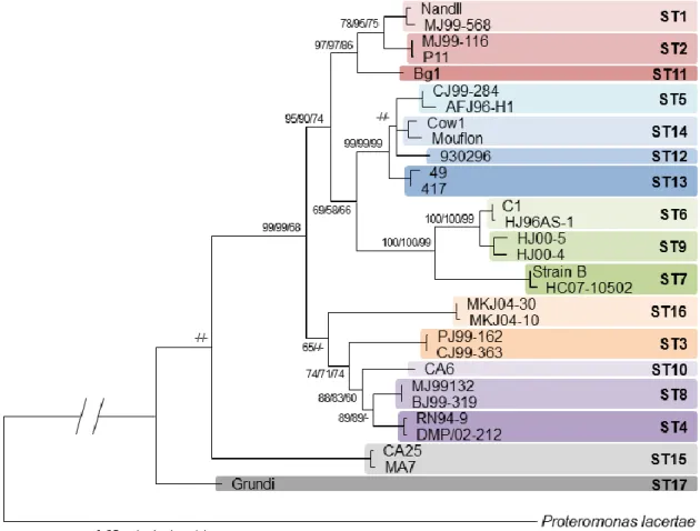 Fig 3 - Phylogénie du genre Blastocystis définie par comparaison des séquences du gène  de l’ARNr 18S