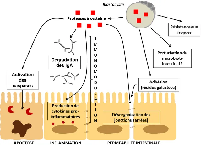 Fig 4 –  Modèle résumant les différents mécanismes impliqués dans la physiopathologie  de Blastocystis