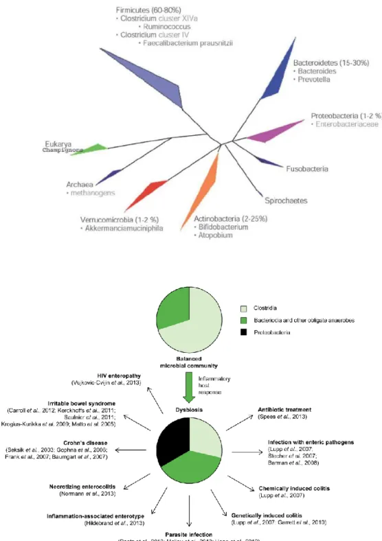 Figure  A2:  Représentation  de  la  répartition  des  communautés  microbiennes  intestinales 