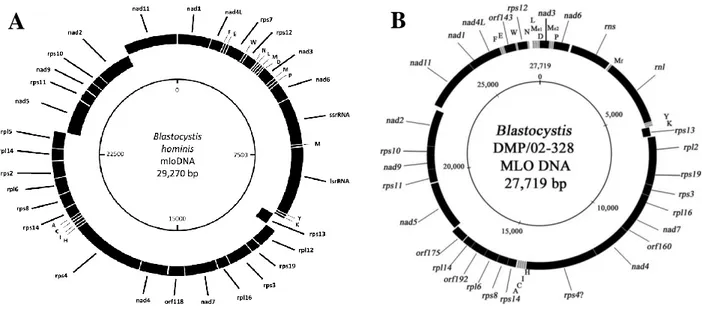 Figure  A3:  Représentations  des  génomes  des  MLOs  de  Blastocystis  sp.  ST7  (A) 