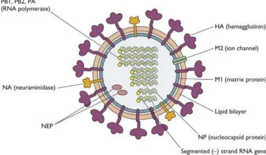 Figure 1 : Structure du virus Influenza A 