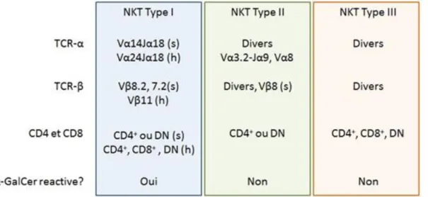 Figure 3: Caractéristiques des différentes populations de cellules NKT 