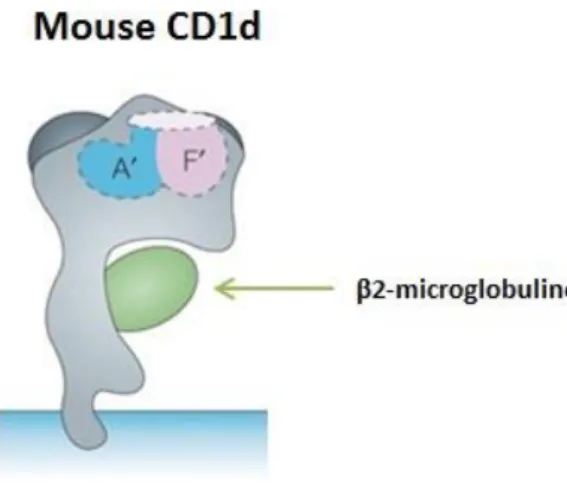 Figure 4: Représentation en 2 dimensions de la molécule CD1d murine 