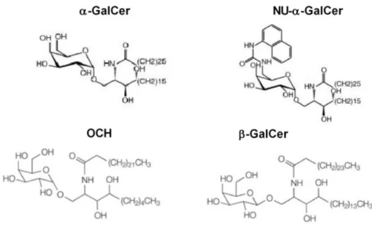 Figure 5: Structure de l’α-GalCer et de ses analogues.  Autres ligands exogènes 
