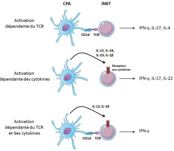 Figure 6: Schéma des différents mécanismes d’activation des cellules iNKT. 