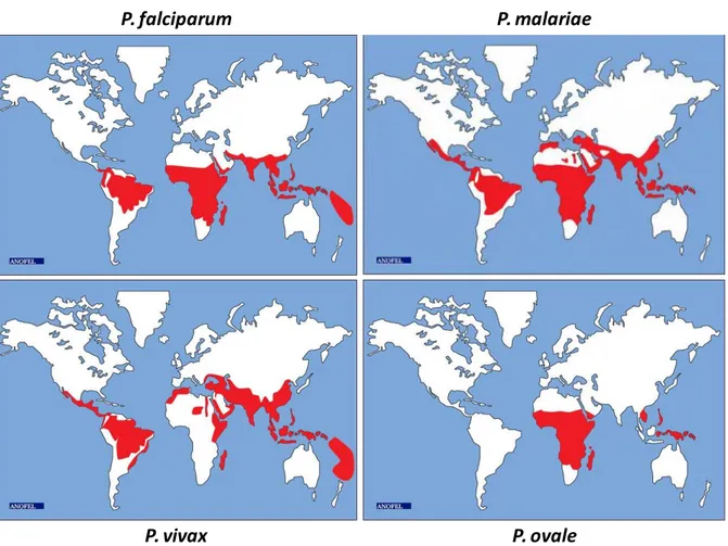 Figure 3 : Répartition géographique des différentes espèces de Plasmodium inféodées à l’Homme en 2011