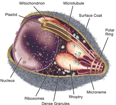 Figure 4 : Schéma d’un mérozoïte de Plasmodium, mettant en évidence les organites majeurs et les  structures cellulaires (image extraite de (Cowman et Crabb 2006)).