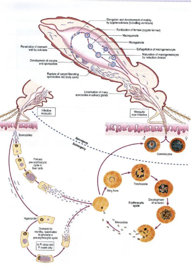 Figure 5 : Cycle de développement de Plasmodium (image extraite du site http://www.medical-