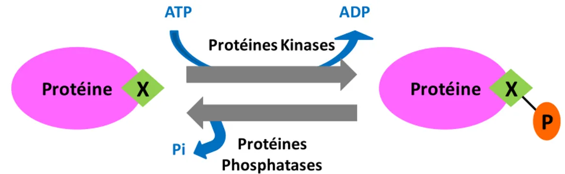 Figure 7 : Schématisation des mécanismes de phosphorylation/déphosphorylation. Une protéine kinase 