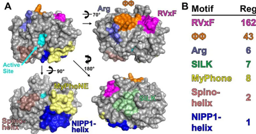 Figure 12 : Les sillons de liaison à la protéine régulatrice PP1. A : Représentation des surfaces de PP1 avec les 