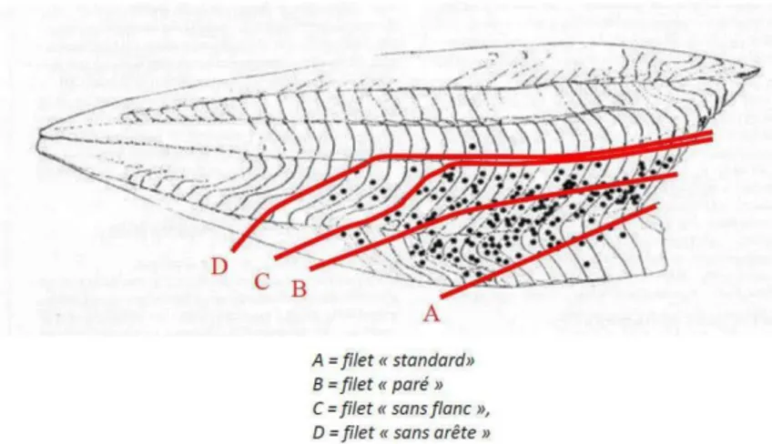 Figure 16 : Technique de parage d'un filet  (Angot et Brasseur, 1995) ,les  points noirs représentent la distribution  théorique des kystes d’Anisakidae 
