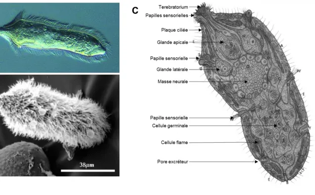 Figure 6 : A. Miracidium nageant dans  l’eau. B. Miracidium au microscope électronique à balayage (MEB)
