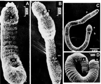 Figure 9  :  Développement  du  schistosomule  de  S.  mansoni  (MEB).  A.  Schistosomule  « peau »  d’1  jour,  vue 